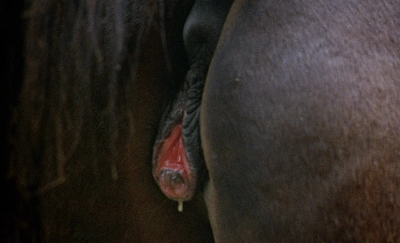 The Beast (1975) movie still: closeup — The rear quarters of a dark brown horse show the birth of a foal. A segment of the animal's reproductive…