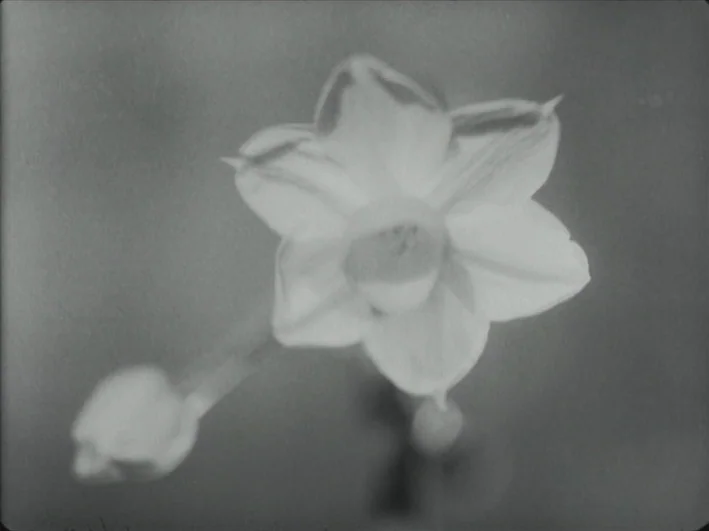 The Quiet Duel (1949) movie still: closeup — A close-up view shows a single narcissus flower blooming next to a closed bud. The plant is set against…