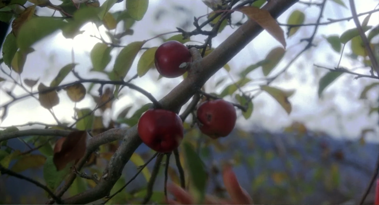 Baby Boom (1987) movie still: closeup — A close view of a tree branch filled with bright red apples. A hand reaches into the bottom of the frame…