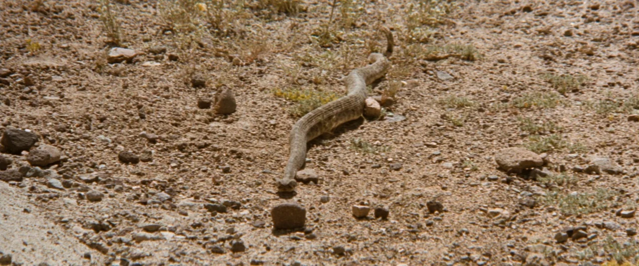 Westworld (1973) movie still: medium — An arid, sun-scorched patch of desert ground covered in pebbles and small dry weeds. A rattlesnake moves…