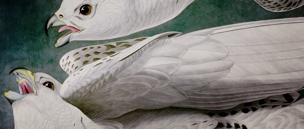 American Animals (2018) movie still: closeup — A close-up of a vintage ornithological print featuring two white falcons. The birds have spread wings…