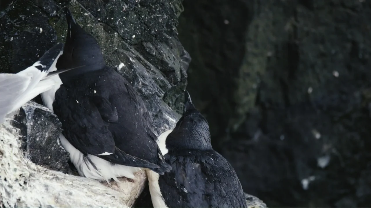 Iceland, the newborn island (2018) movie still: medium — Two black and white guillemots perch on a craggy coastal cliff face. The birds rest side by…
