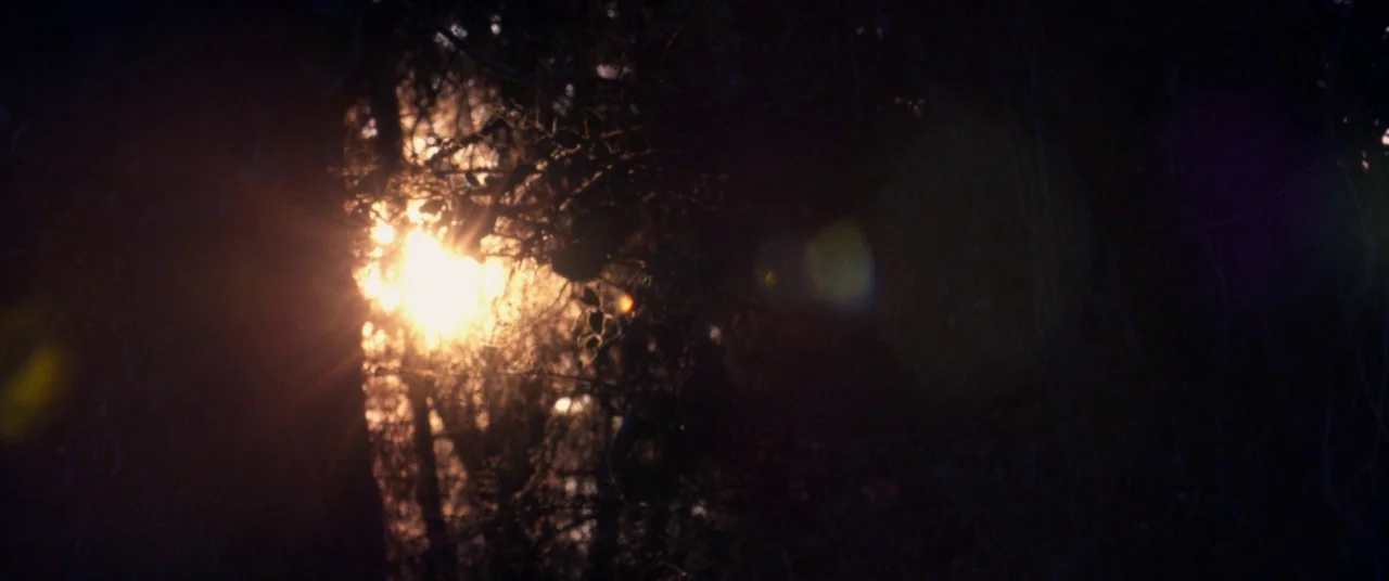 Harriet movie still: establishing — A dense patch of trees is backlit by the setting sun during golden hour. Silhouetted foliage and branches…