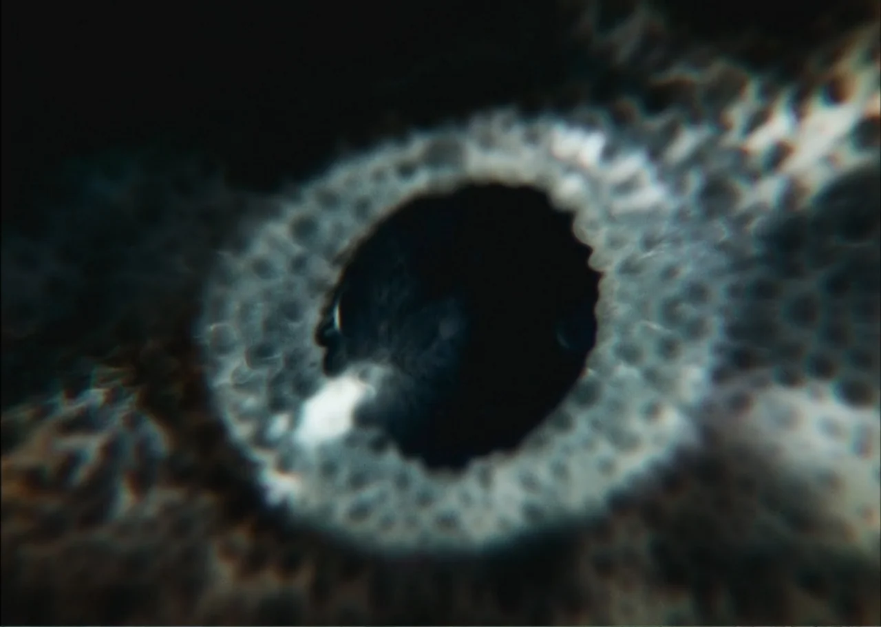 A Fisherman's Tale (1976) movie still: closeup — An extreme macro close-up of a human iris with detailed fiber structures visible. The central pupil…