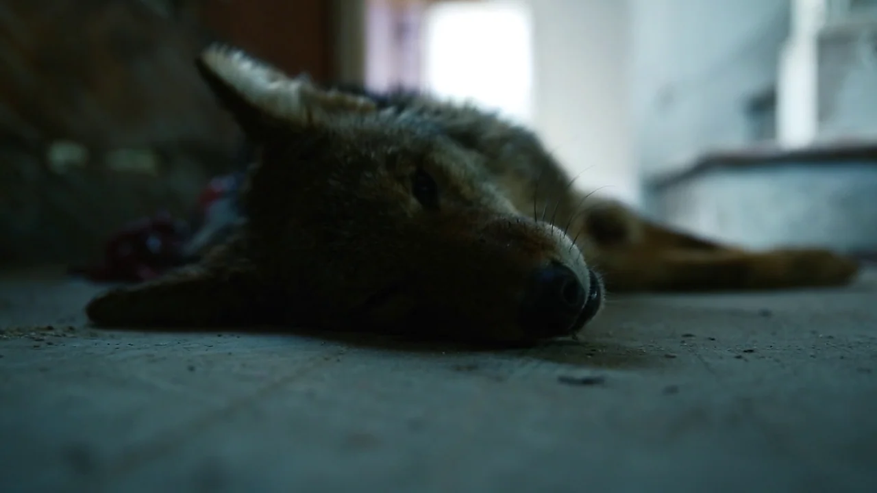 The Deeper You Dig (2019) movie still: closeup — A coyote lies prone on a dusty, unfinished concrete floor within a darkened space. The animal rests…