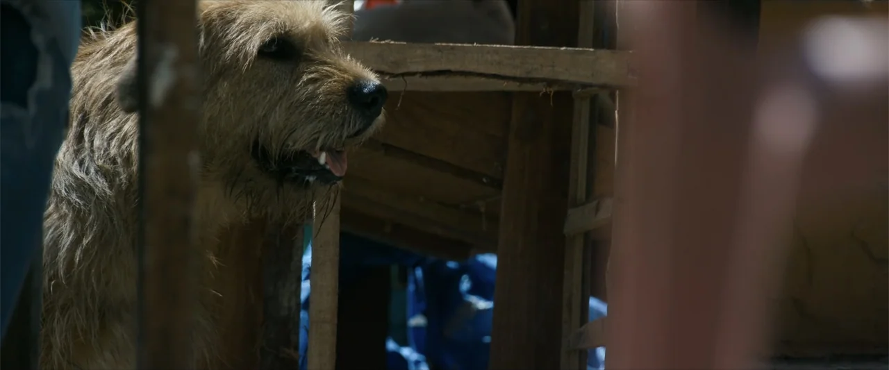 Arthur the King (2024) movie still: closeup — A shaggy brown dog peers from inside a rustic wooden construction frame. The dog looks toward the…
