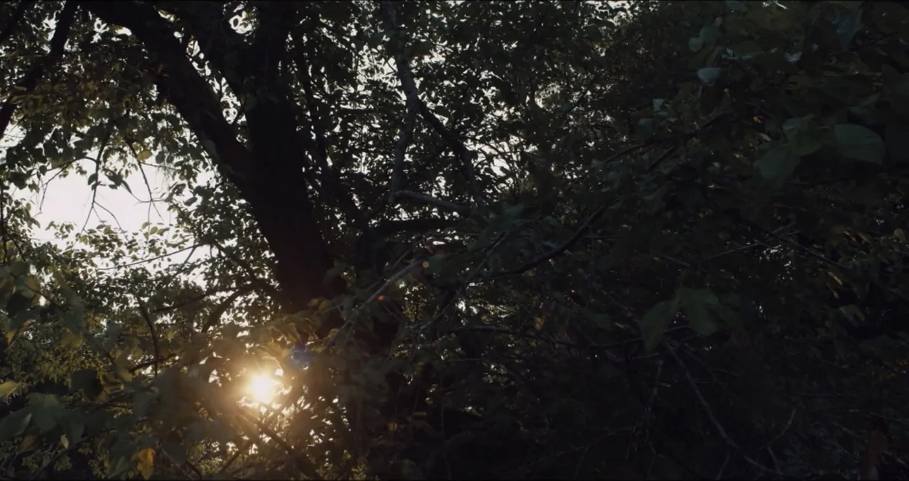 Eye for an Eye (2025) movie still: establishing — A dense canopy of green tree leaves obscures most of the sky. Sunlight pierces through the foliage…