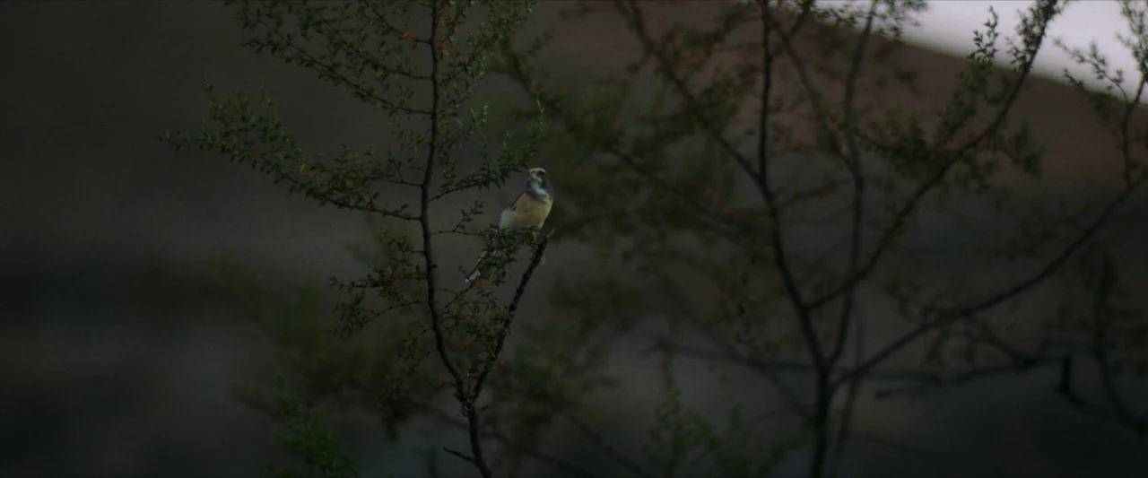 The Last Stop in Yuma County (2023) movie still: wide — A small bird sits on a delicate, leafless branch against a blurred, dark background. The…