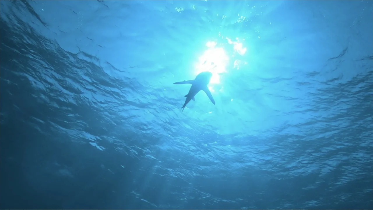 Serial Killer: Red Sea Attacks (2023) movie still: wide — Underwater view looking up toward the rippling surface of the ocean. A shark silhouette…