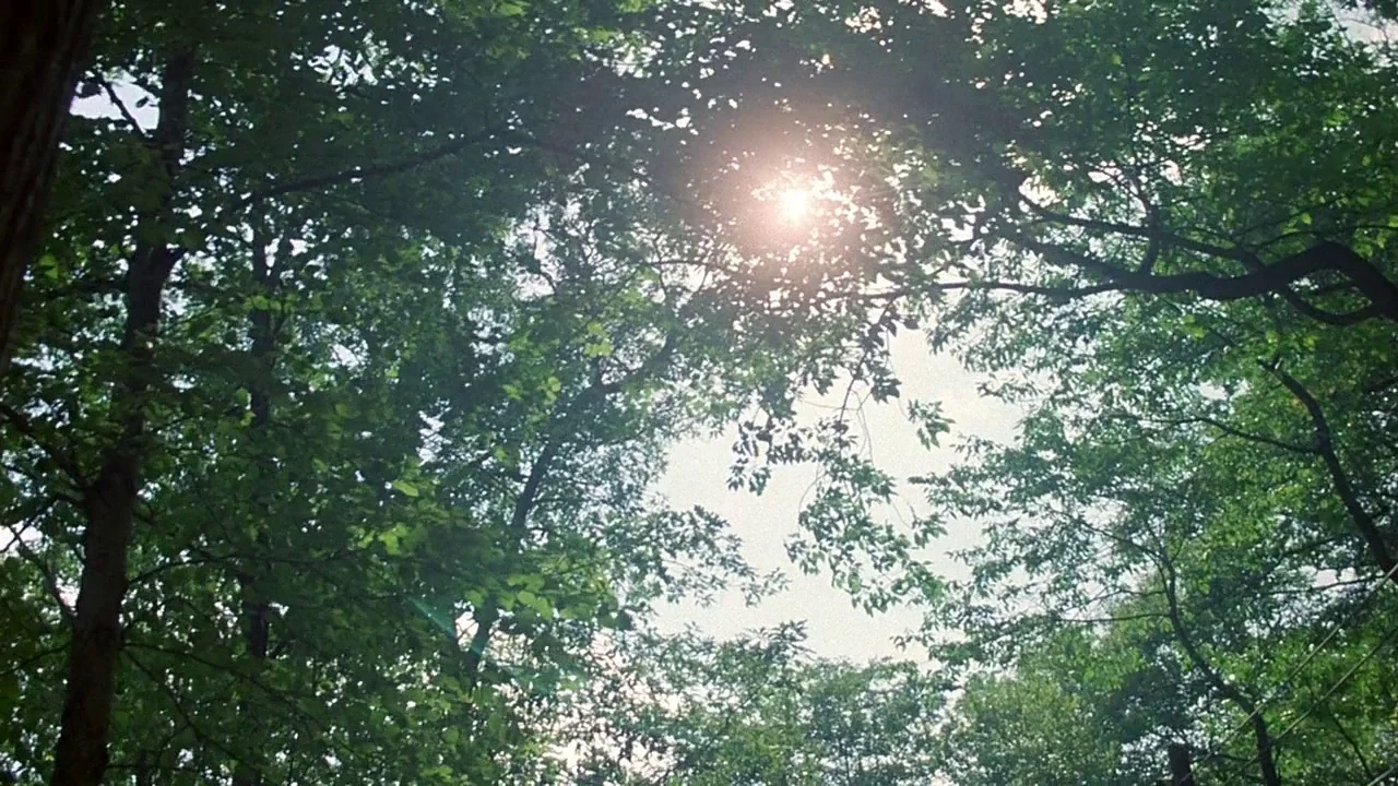 Friday the 13th (1980) movie still: establishing — Dense tree canopy fills the frame with sunlight peaking through the green leaves. A bright white…