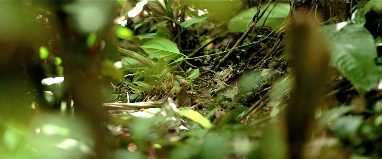 Green Inferno (2013) movie still: establishing — Dense tropical vegetation covers the ground with interlacing roots and fallen dried leaves. Thick…