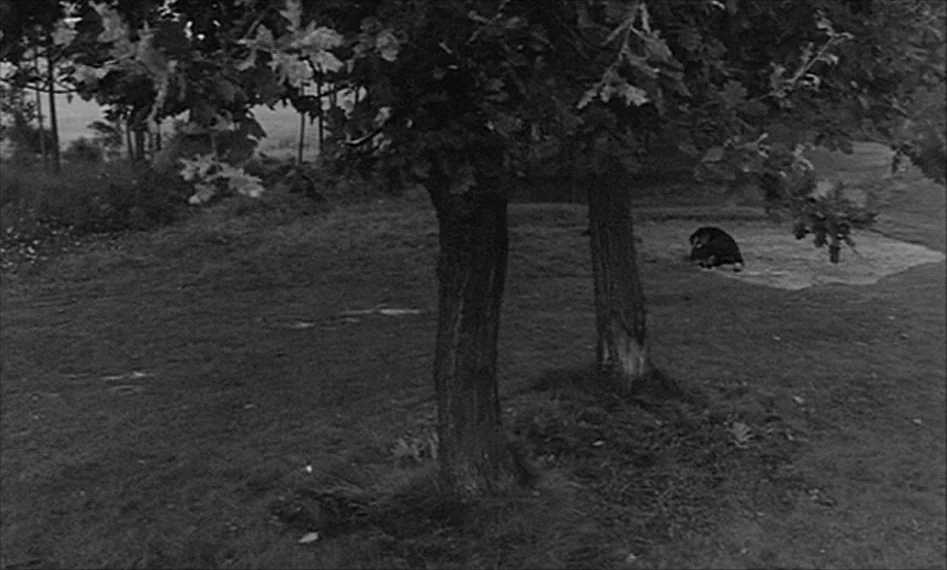 La Notte (1961) movie still: wide — An open grassy area contains two prominent tree trunks in the foreground. A small dog rests on a light-colored…