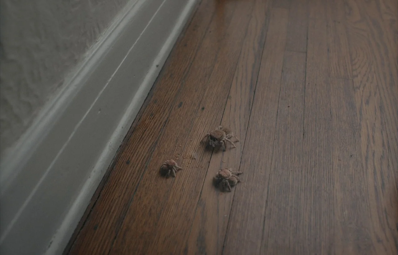 Marcel the Shell with Shoes On (2021) movie still: medium — Three small fuzzy spiders rest on a strip of hardwood flooring near white molding. The…