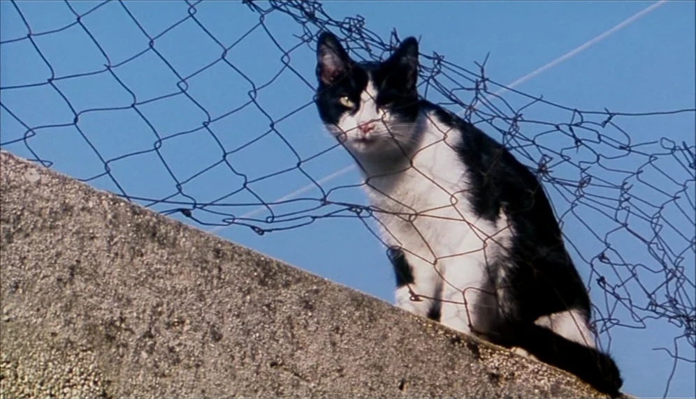 Nenette et Boni (1996) movie still: medium — A concrete wall topped with a section of sagging chain link fencing. A black and white cat perches on…