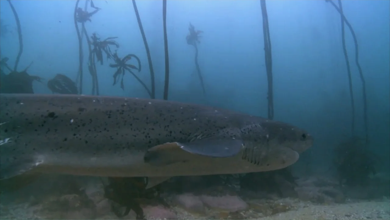 Alien Sharks: Strange New Worlds (2023) movie still: medium — A seven-gill shark swims through a thick kelp forest under the ocean surface. The…