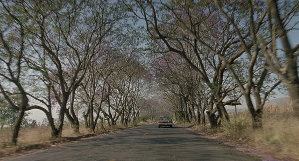 Y Tu Mamá También (2001) movie still: wide — A rural asphalt road runs straight ahead, lined by towering, slender flowering trees. An old sedan…