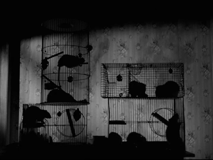 Blast Of Silence (1961) movie still: medium — Stacked wire animal cages containing small rodents sit against a light patterned floral wallpaper. The…