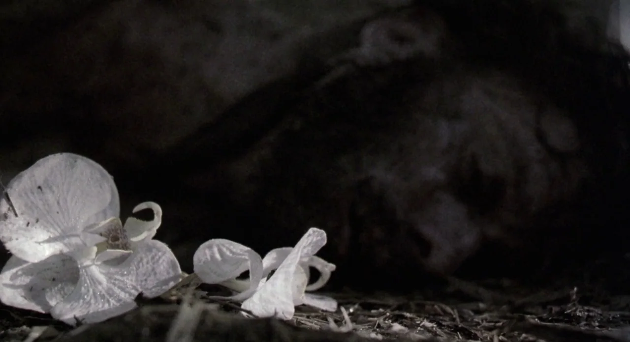 Adaptation (2002) movie still: closeup — Two white orchid blossoms sit on a dark, dirt-covered ground surface at night. The background remains…