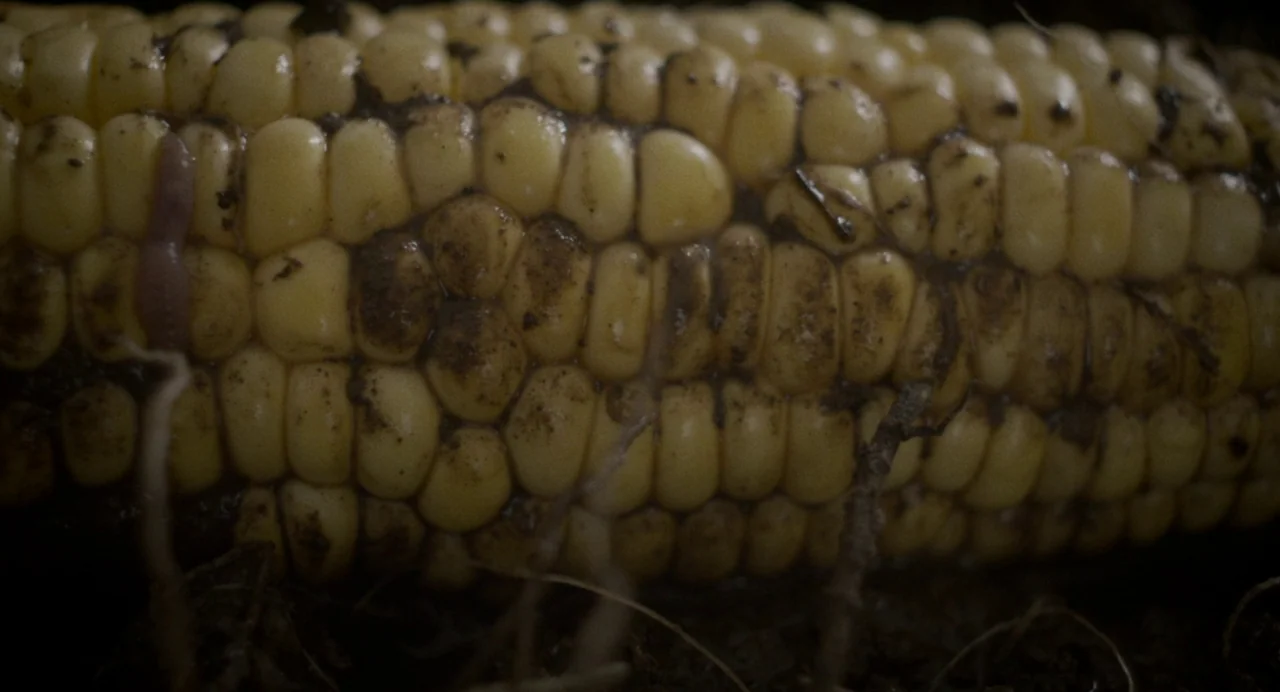 Happer’s Comet (2022) movie still: closeup — An ear of yellow corn lies partially embedded in dark, moist garden soil. A small earthworm rests…