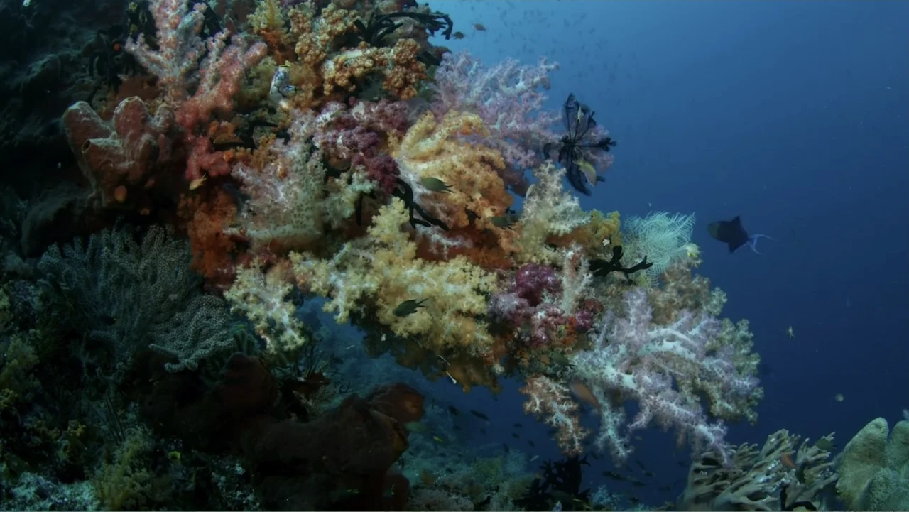 A Wild Window: Coral Kingdoms (2016) movie still: medium — An underwater coral reef features dense clusters of colorful soft corals in deep blue…