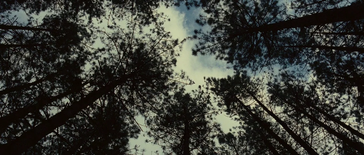 Never Let Me Go (2010) movie still: establishing — A dense canopy of coniferous trees reaches toward a cloudy sky. The dark pine branches frame the…
