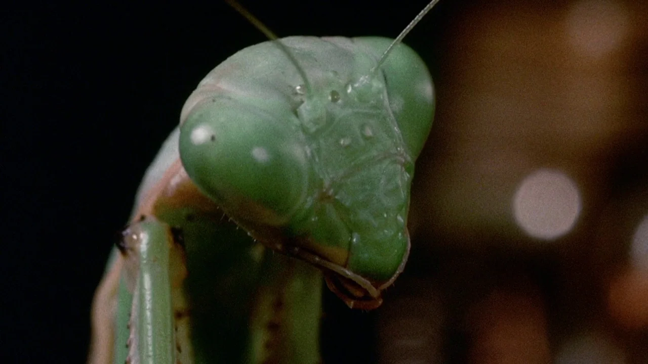 Phase IV (1974) movie still: closeup — A close-up view of a green praying mantis head against a dark background. The mantis is positioned in the…