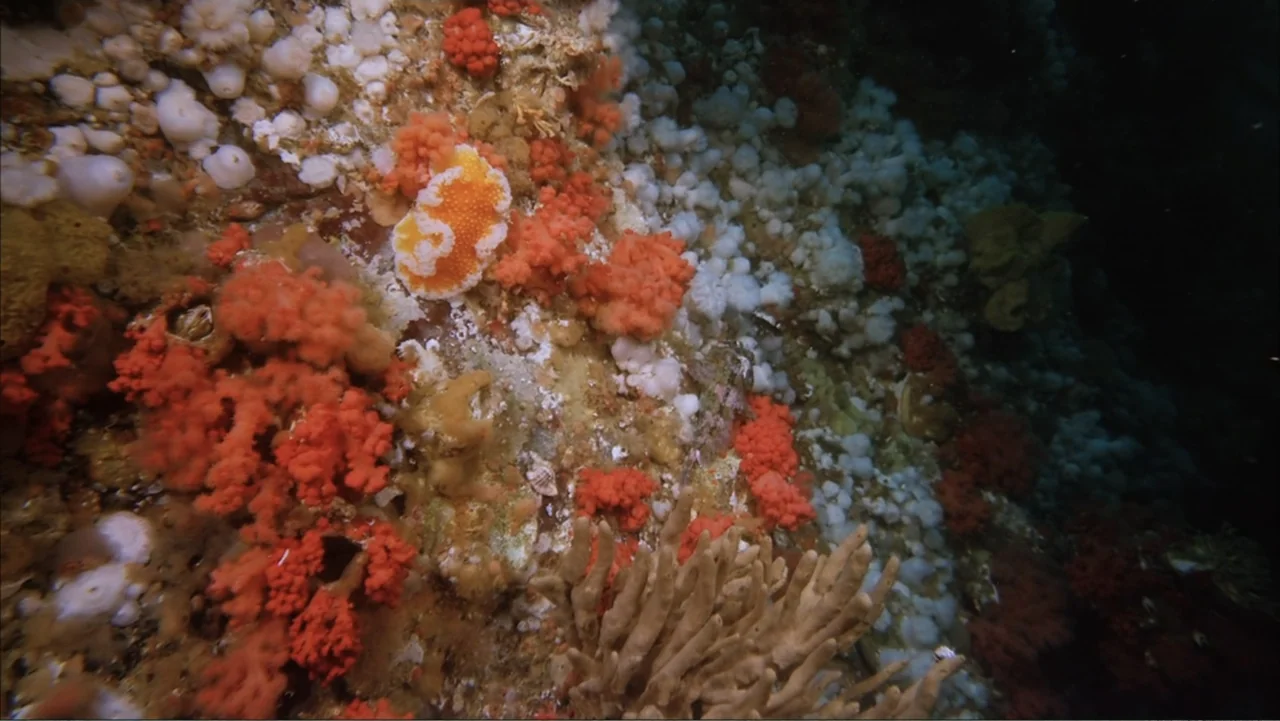 Deep Sea 3D (2006) movie still: medium — A dark underwater reef is covered with patches of red and white soft coral. The complex rock structure…