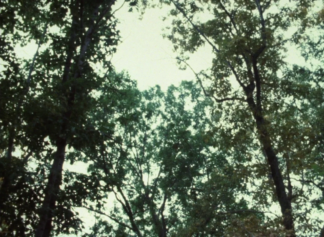 Wanda (1970) movie still: establishing — A low-angle view looking upward through dense green foliage toward a bright sky. Numerous deciduous trees…
