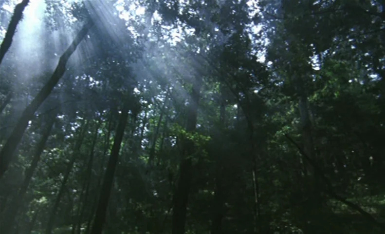 The Taste of Tea (2004) movie still: establishing — A dense forest canopy with tall trees reaches toward the sky. Sunbeams break through the thick…