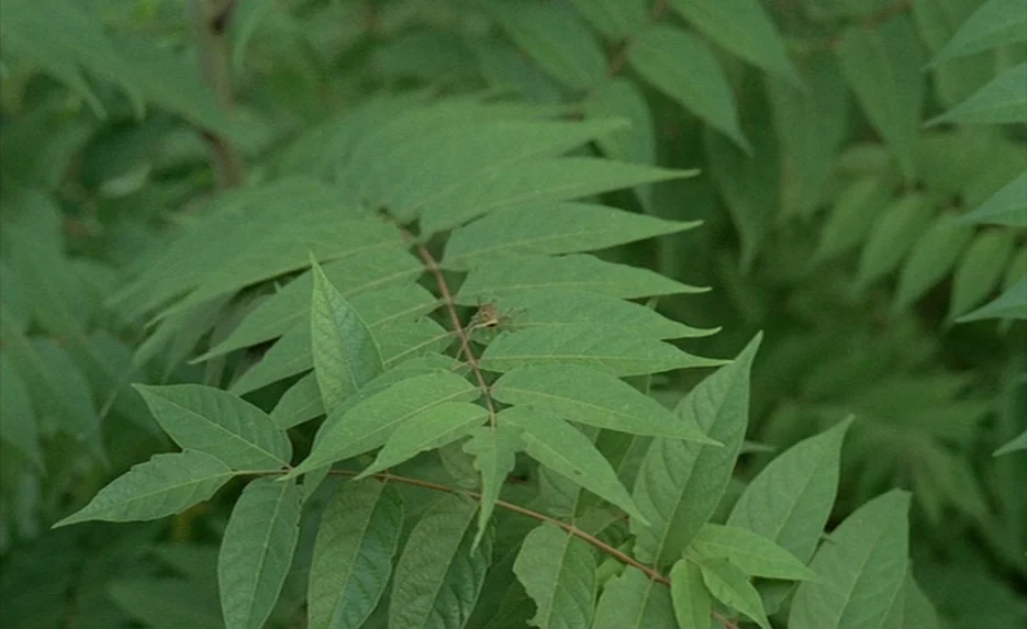 Lacombe, Lucien (1974) movie still: closeup — Dense green foliage with pinnate leaves occupies the frame. A small spider rests on a central leaf.