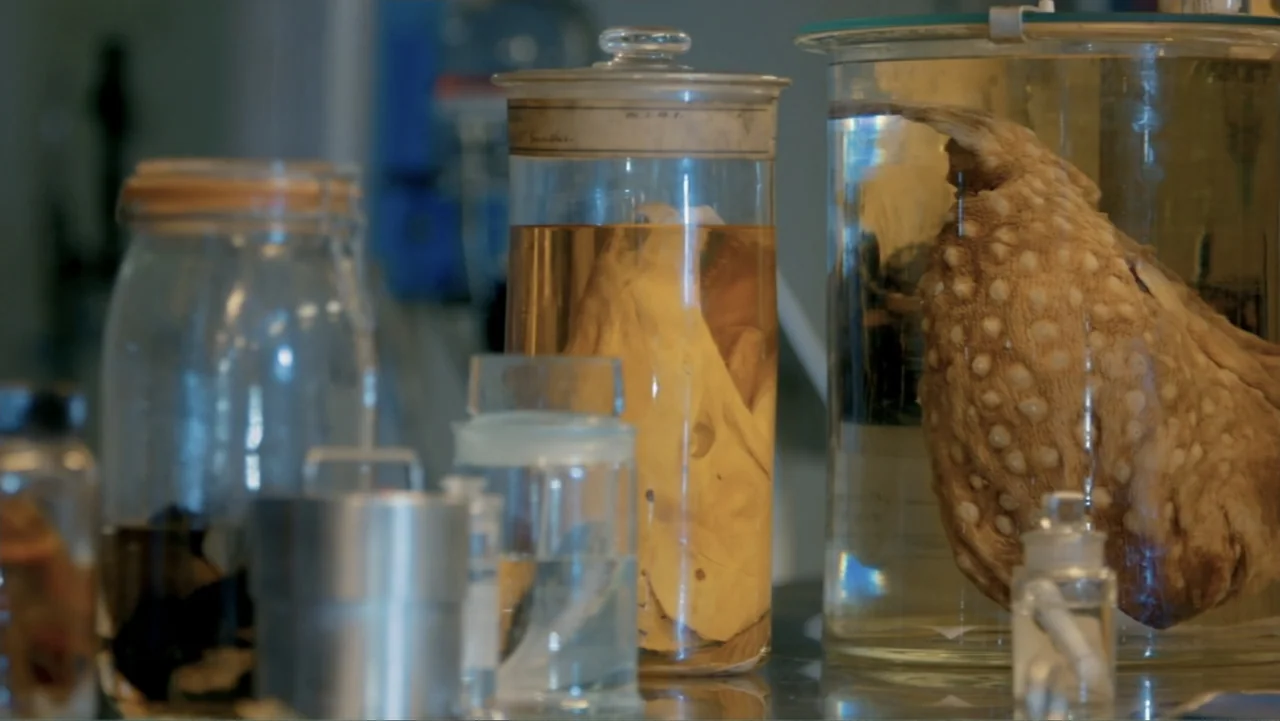 Fantastic Beasts: A Natural History (2022) movie still: medium — A collection of glass specimen jars containing preserved biological organs sits on…