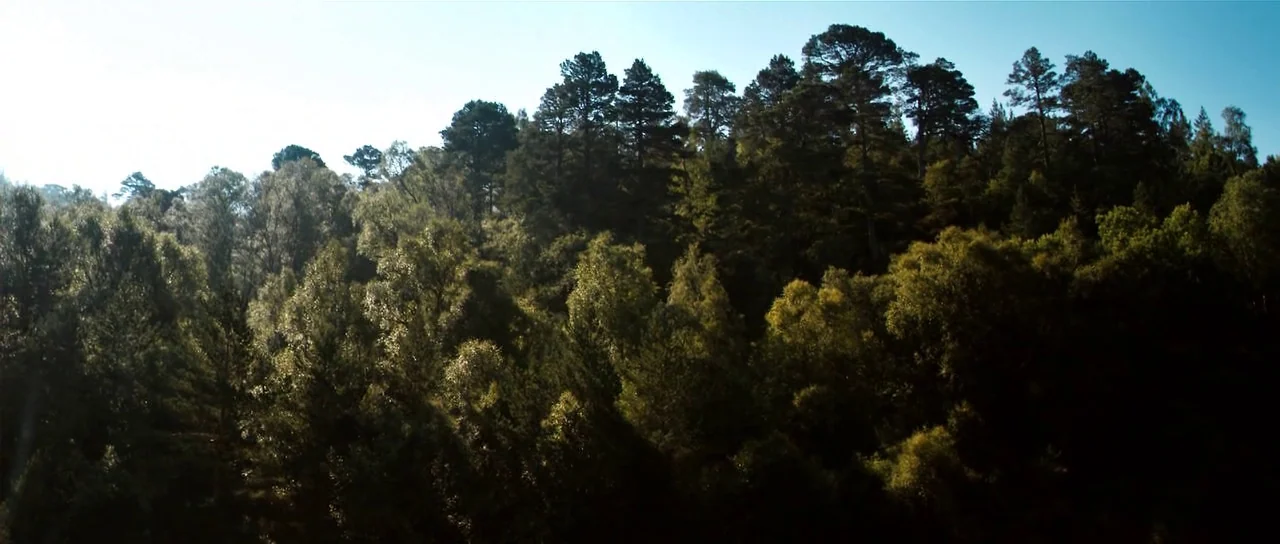 Valhalla Rising (2009) movie still: establishing — A dense hillside forest canopy consists of varied deciduous and coniferous trees. Bright daylight…
