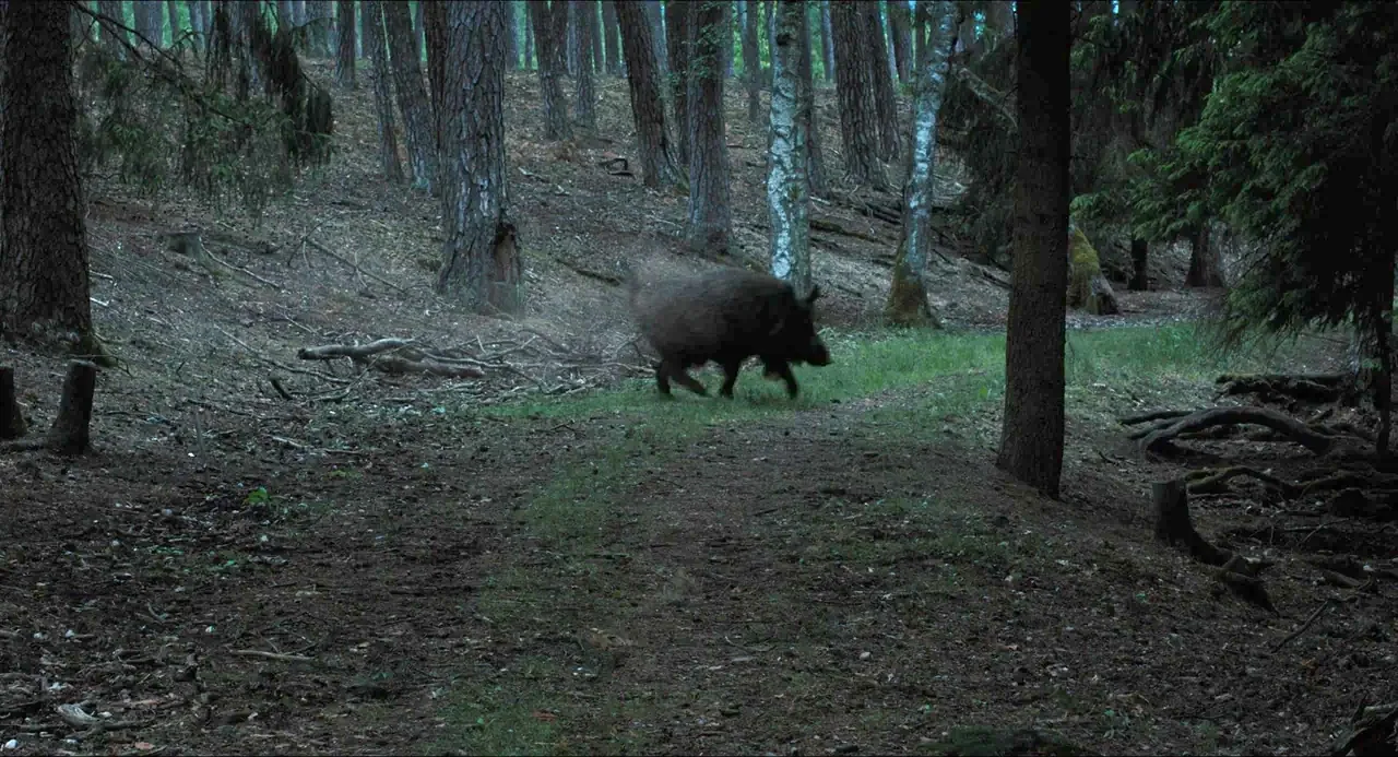 Afire (2023) movie still: wide — A dense coniferous forest features tall pine trees and a dark, needle-covered trail. A large wild boar runs swiftly…