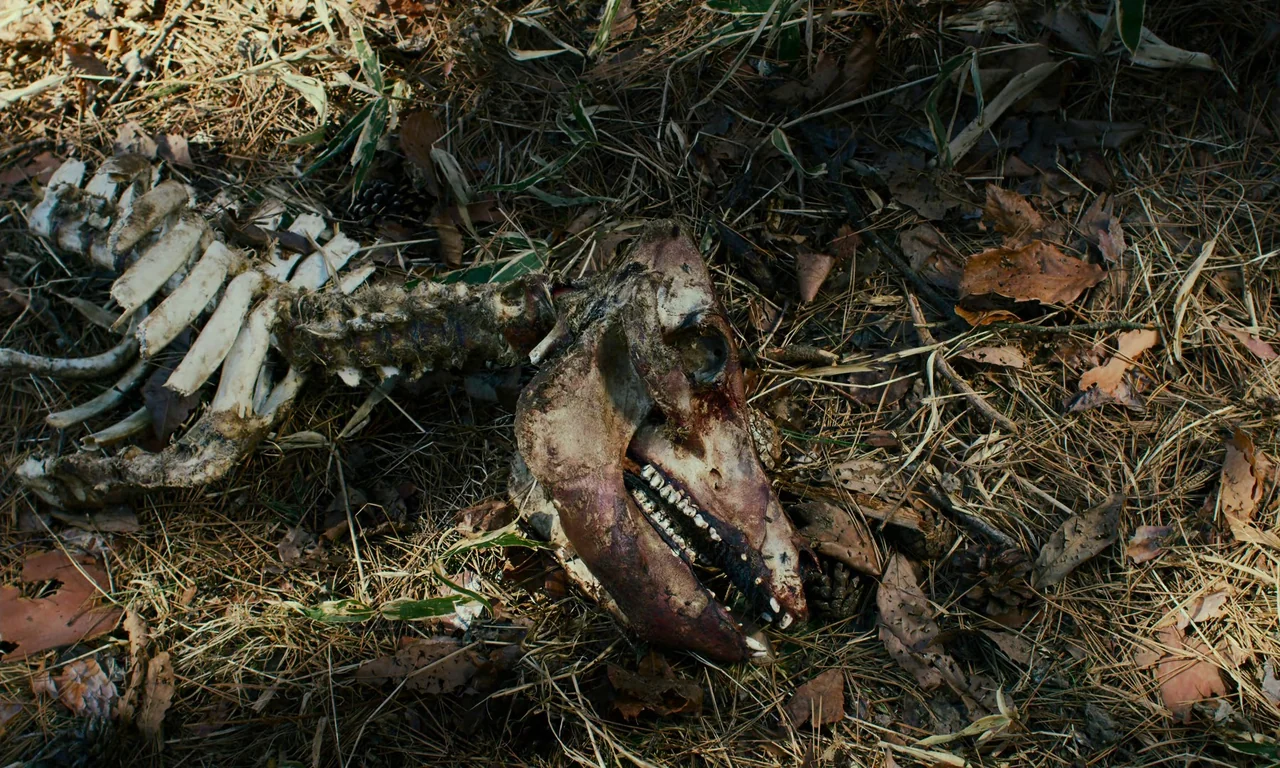 Evil Does Not Exist (2023) movie still: closeup — A forest floor is covered with dry pine needles, leaves, and bamboo stalks. The skeletal remains…
