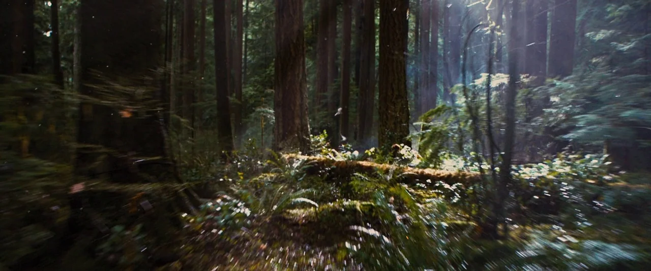 The Twilight Saga: Breaking Dawn – Part 2 (2012) movie still: establishing — A dense woodland area filled with tall conifers and a moss-covered…