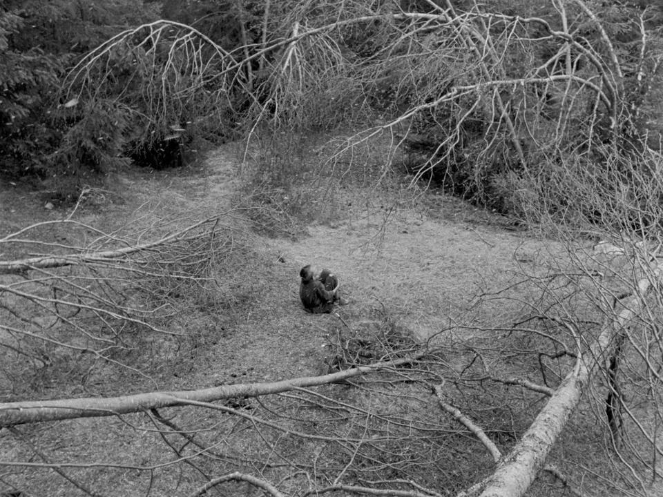 The Virgin Spring (1960) movie still: wide — A clearing in a dense wood is surrounded by fallen, leafless trees and branches. A lone man sits in the…