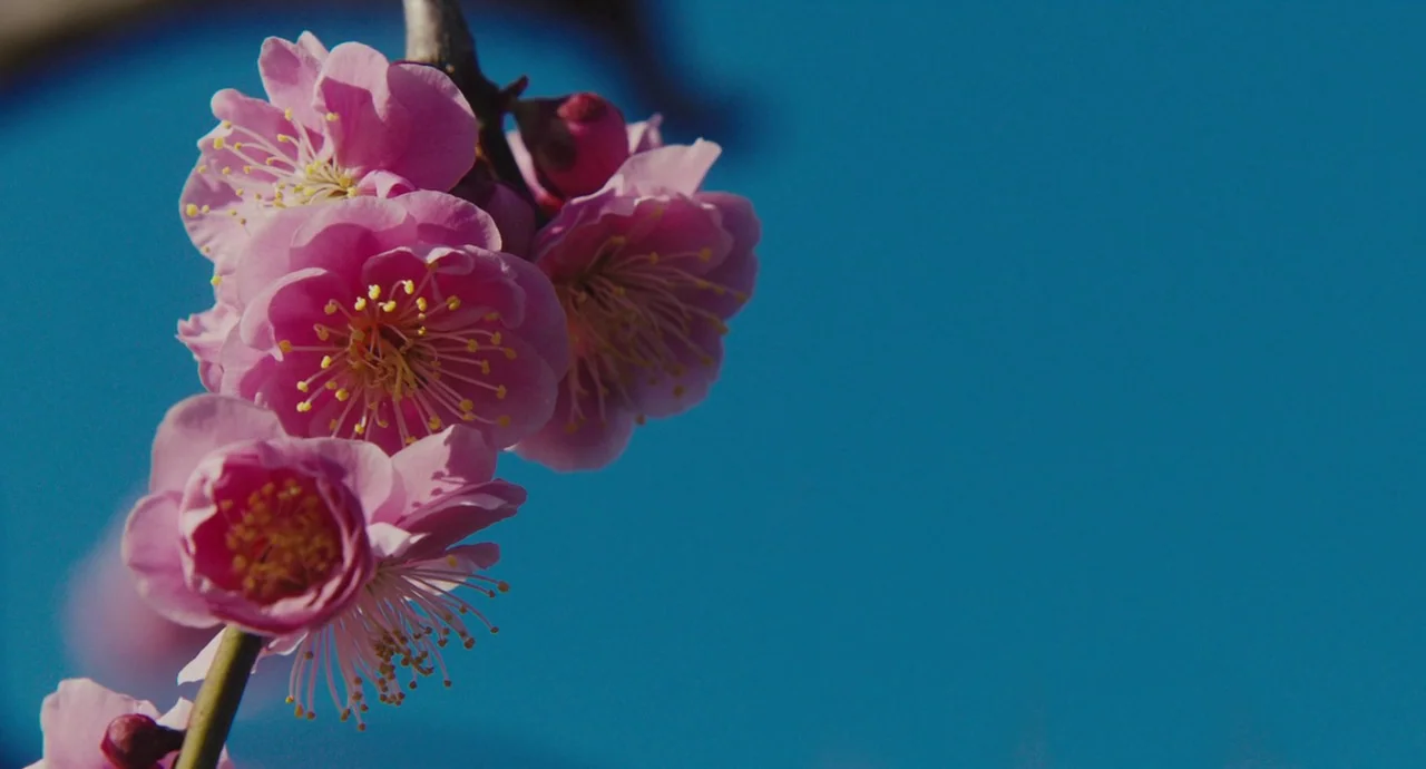 No Longer Human (2019) movie still: closeup — A close view of vibrant pink cherry blossoms on a thin branch. The bright blue sky forms the empty…