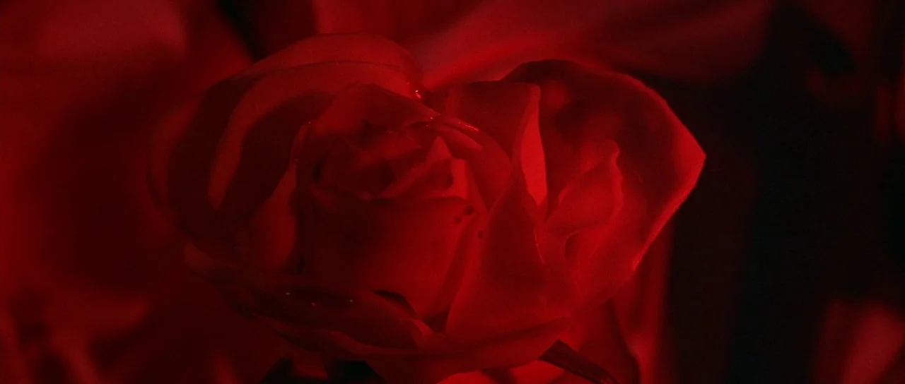 The Masque of the Red Death (1964) movie still: closeup — A single red rose is positioned centrally within the dark frame. The petals are…