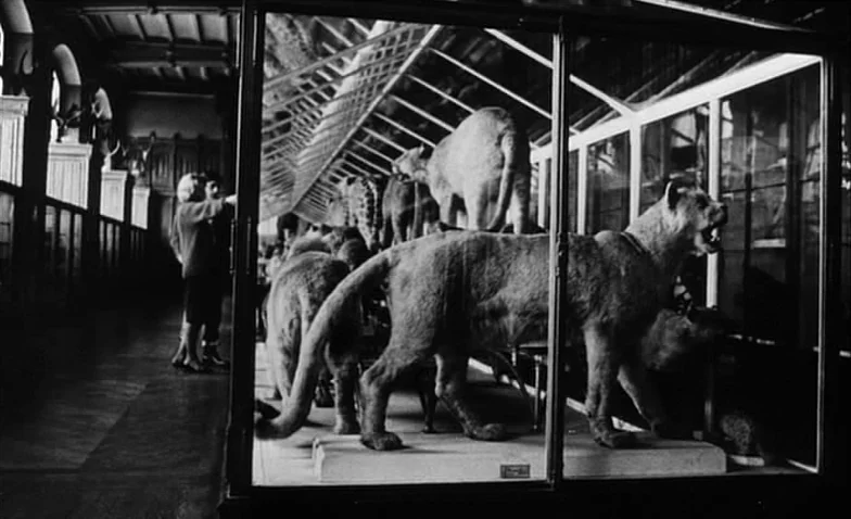 La Jetée (1962) movie still: wide — A long, shadowed hallway in a museum features large glass cabinets displaying animal specimens. Taxidermied…