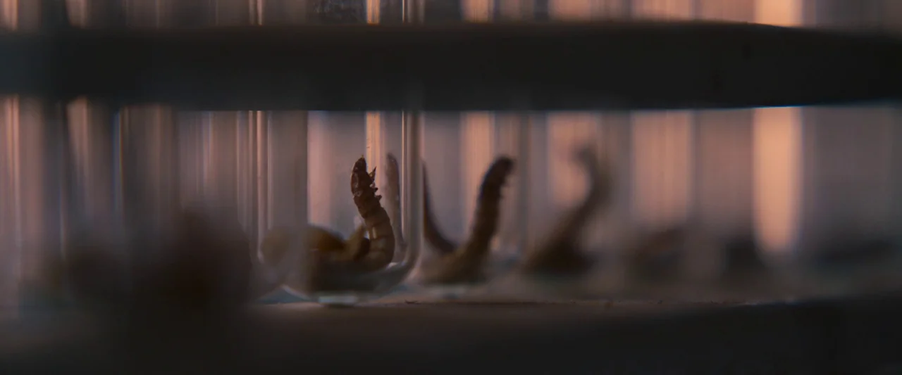 Settlers (2021) movie still: closeup — A series of glass test tubes are arranged horizontally on a rack. Brown worms are positioned within the…