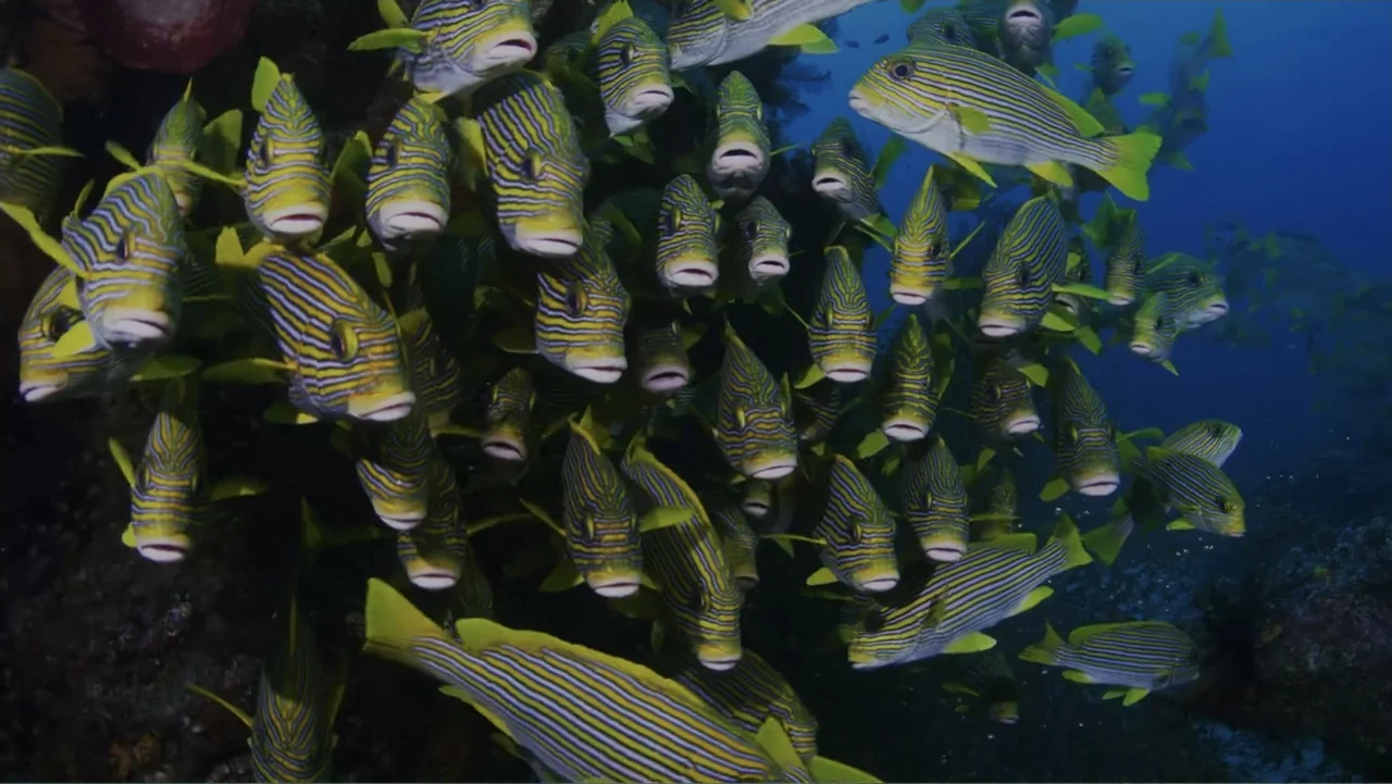 Wild Window: Bejeweled Fishes (2016) movie still: wide — A dense school of ribboned sweetlips swims in clear blue deep ocean water. The numerous…