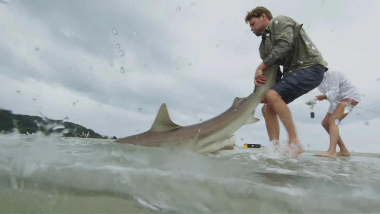 Jaws in the Shallows (2023) movie still: fullbody — An overcast beach setting with shallow water and dark shoreline in the background. A man drags a…
