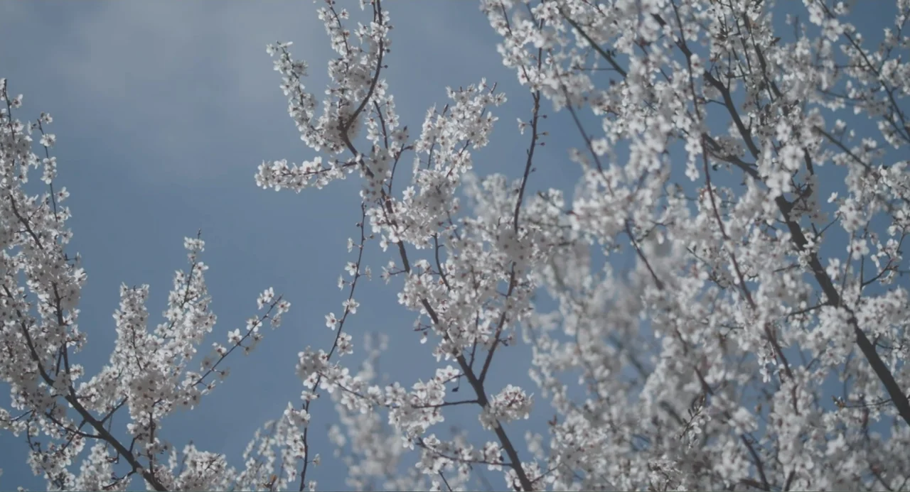 Los días azules (2025) movie still: establishing — A dense cluster of white flowering branches fills the frame. The blossoms contrast against a…