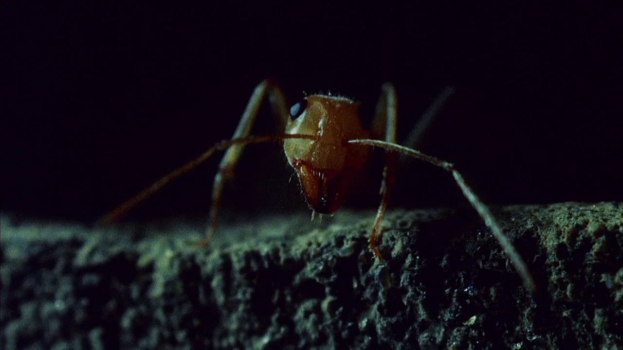 Phase IV (1974) movie still: closeup — A single ant stands on the edge of a porous, dark stone surface. The background is completely black with no…