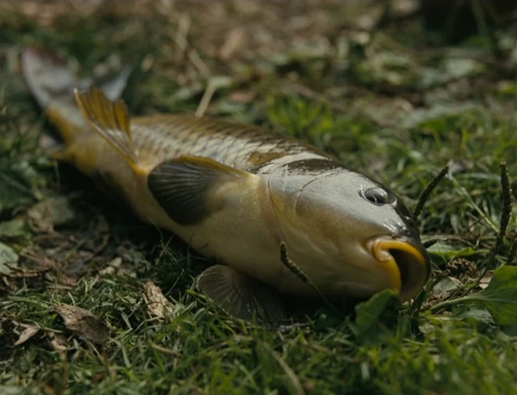Fish Tank (2009) movie still: closeup — A single carp lies on top of a patch of damp green grass. The fish is positioned on its side with its mouth…