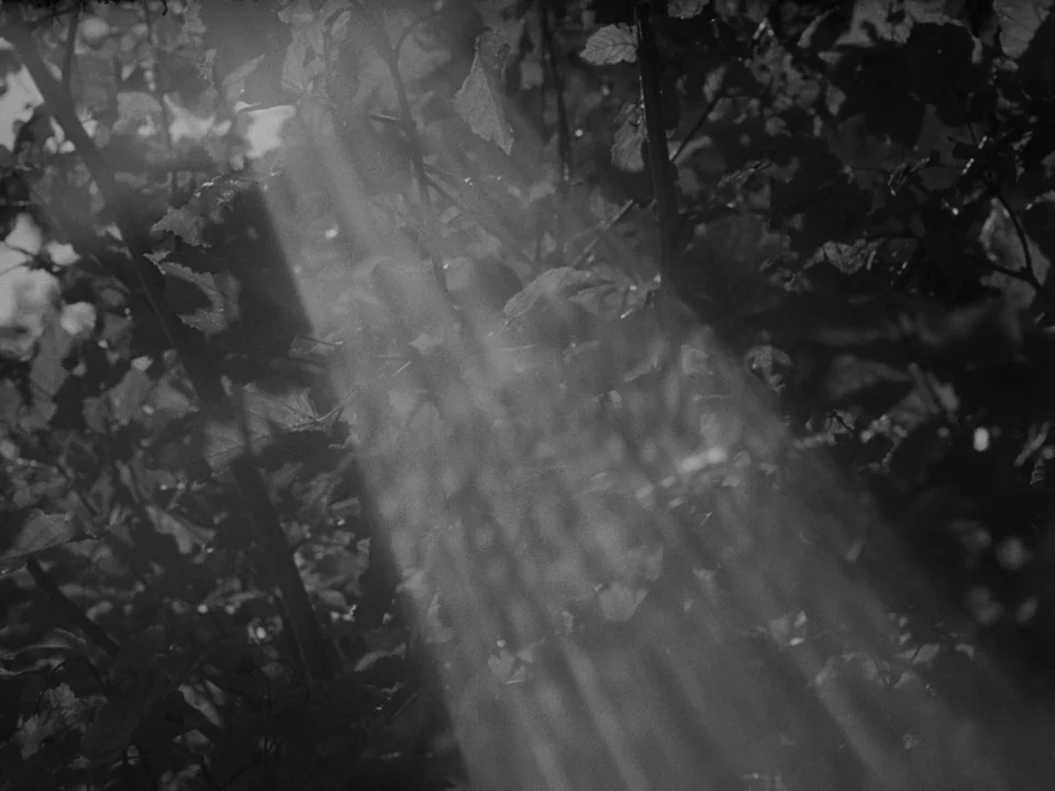 Ivan’s Childhood (1962) movie still: closeup — A close-up view of thick, leafy green tree branches in a dense forest. Sunlight cuts through the dark…