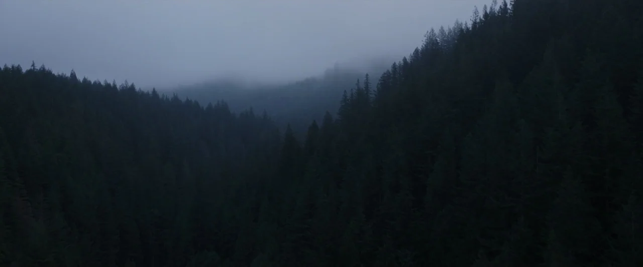 Wolf Man (2025) movie still: establishing — A dense hillside of dark evergreen pine trees sits under heavy grey fog. The forest floor is obscured by…