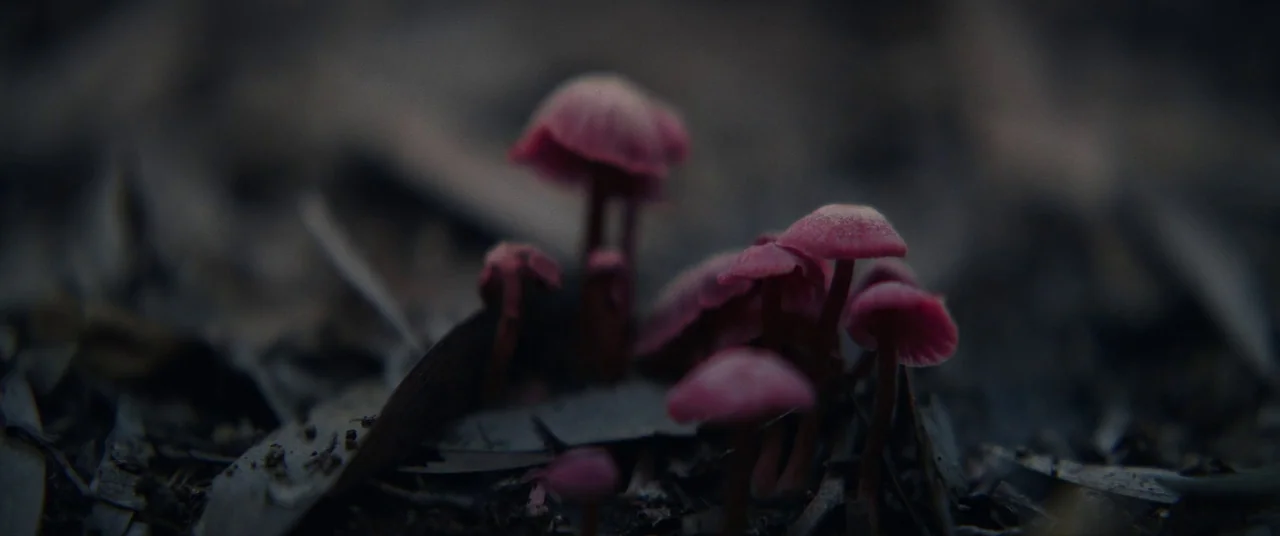 Colour Out of Space (2020) movie still: closeup — Small pink mushrooms emerge from a bed of damp, decayed leaves and organic debris. The mushrooms…