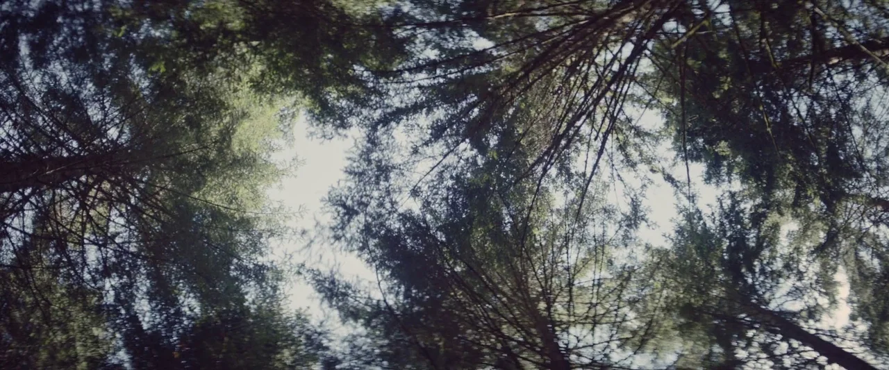 Meanwhile On Earth (2024) movie still: establishing — Tall evergreen trees create a dense canopy against a bright, overcast sky. The camera…