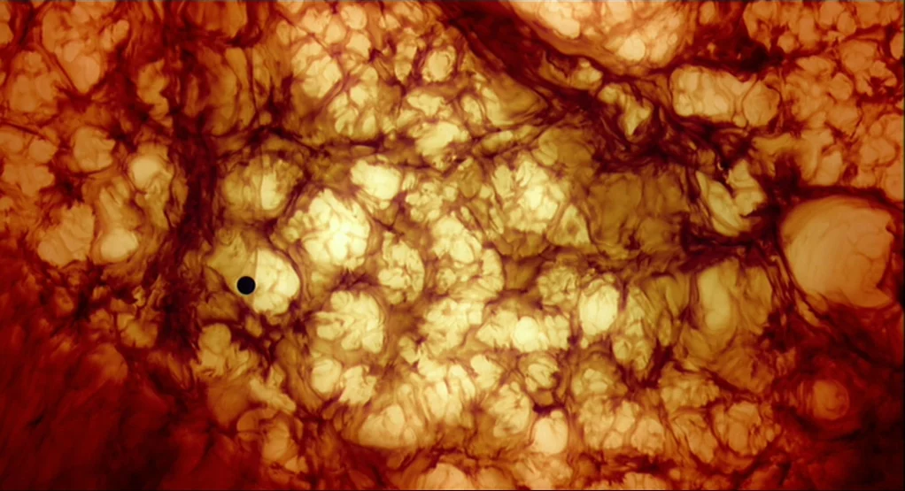 The Tree Of Life (2011) movie still: closeup — An abstract, organic texture fills the entire frame like a macro biological surface. Dark, web-like…